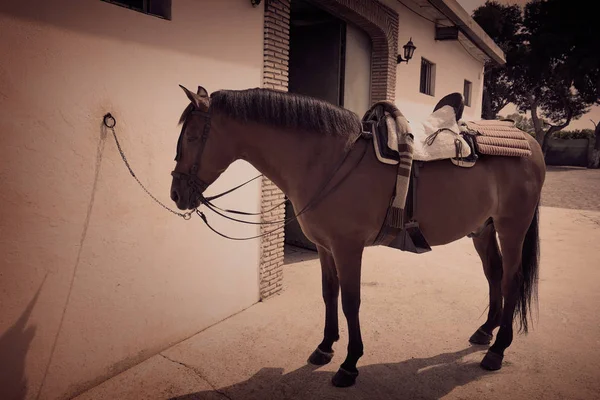 Caballo Marrón Atado Pared Blanca Con Silla Montar Cuero — Foto de Stock