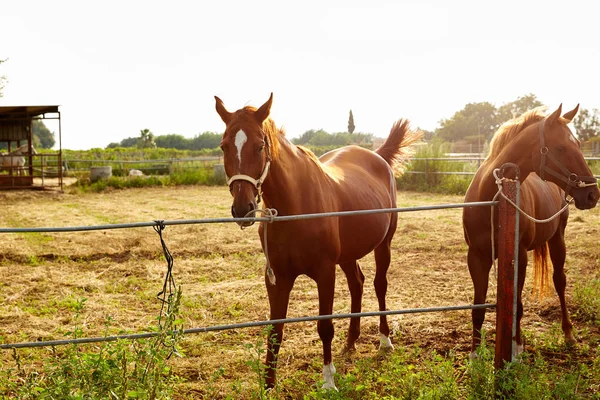 Kararlı Gündoğumu Otlatma Brown Atlar — Stok fotoğraf