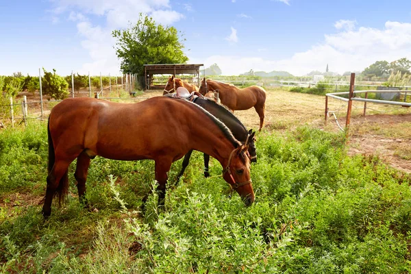 Cavalos Castanhos Nascer Sol Pastando Perto Estábulo — Fotografia de Stock