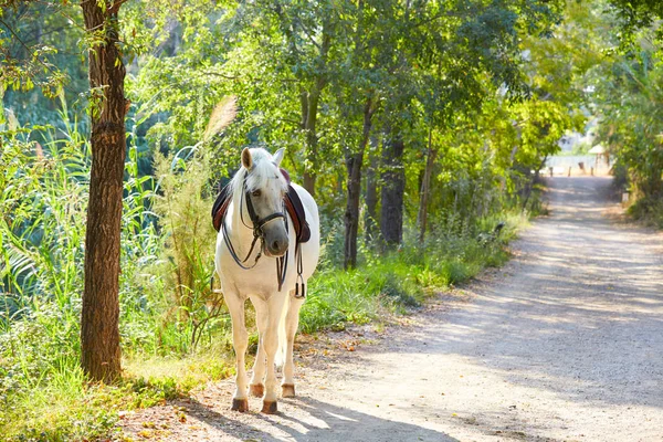 Cavalo Branco Uma Trilha Florestal Relaxado — Fotografia de Stock