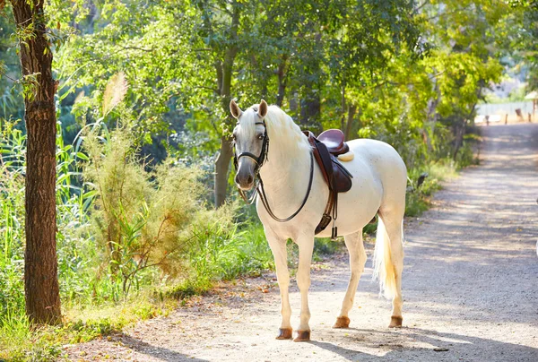Biały Koń Lesie Śledzić Zrelaksowany Stały Się — Zdjęcie stockowe
