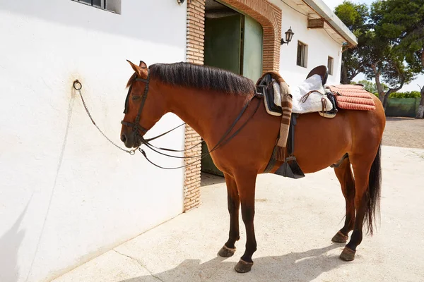 Cavalo Castanho Ligado Parede Branca Com Sela Couro — Fotografia de Stock