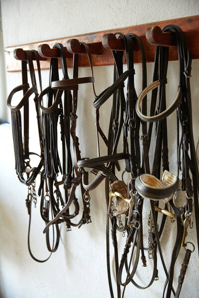 Horses tack in a row headgear halters bridles on white wall