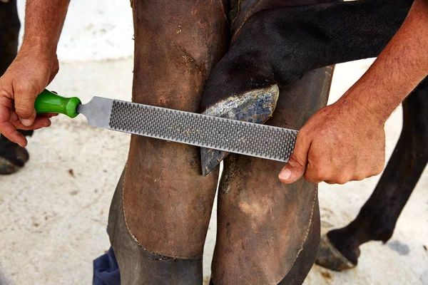 Blacksmith Sanding Hoof Horse — Stock Photo, Image