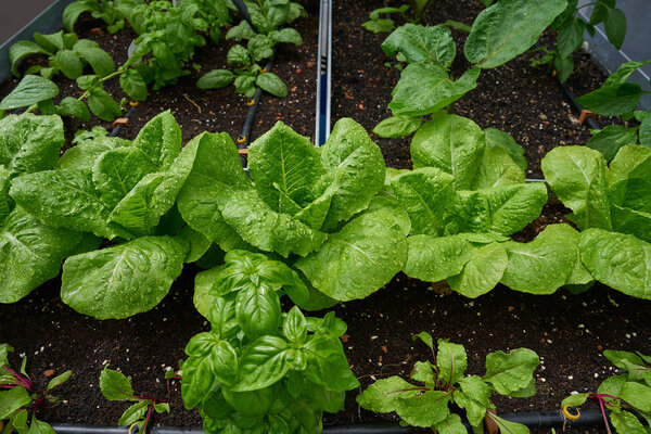 Urban homestead with lettuces after rain drops