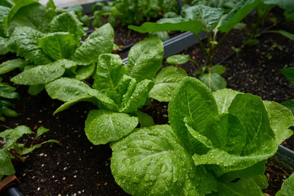 Urban Homestead Lettuces Rain Drops — Stock Photo, Image