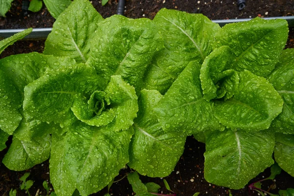 Urban Homestead Lettuces Rain Drops — Stock Photo, Image