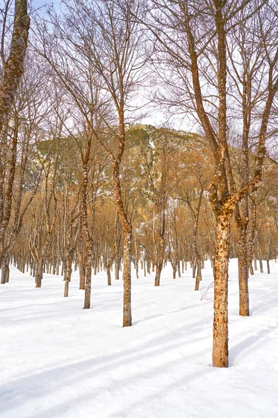 Glace Neige Panticosa Huesca Pyrénées Espagne — Photo