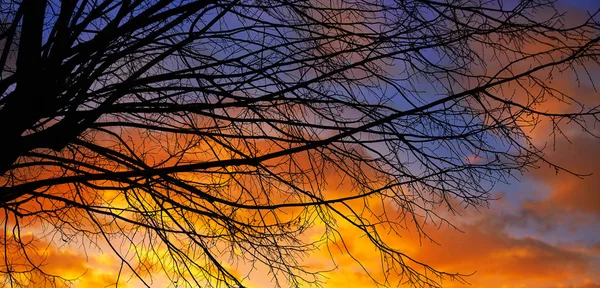 Silhouette Arbre Coucher Soleil Avec Nuages Orange Sur Ciel Bleu — Photo