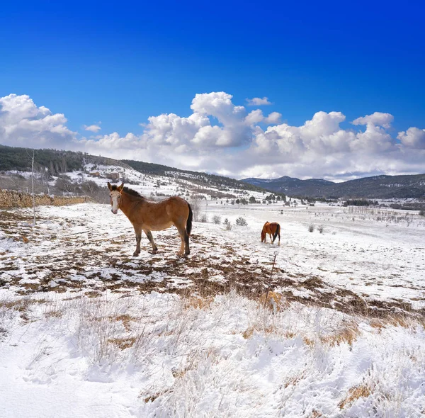 Virgen Vega Sněhová Vesnice Koně Teruel Španělsko — Stock fotografie