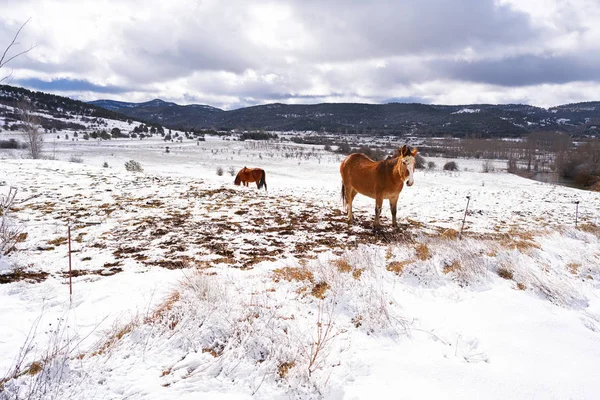 Вірхен Вега Сніг Кінь Села Регіоні Teruel Іспанії — стокове фото