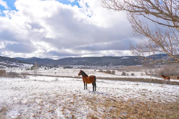 Virgen Vega Sneeuw Dorp Paard Teruel Spanje — Stockfoto