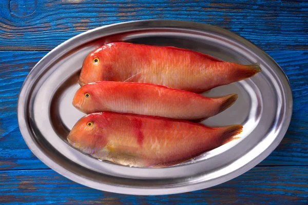 Galan Fish Xyrichtys Novacula Una Fila Mariscos Del Mediterráneo —  Fotos de Stock