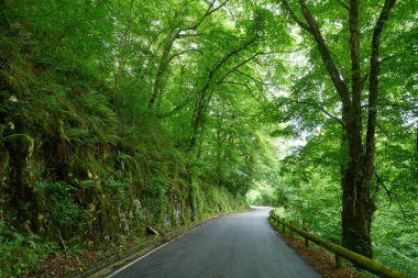 Covadonga yol orman İspanya Asturias Picos Europa dağlarda