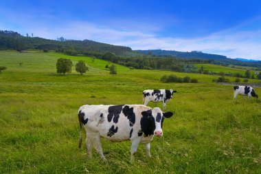 Friesian cows in Asturias meadow of Spain clipart