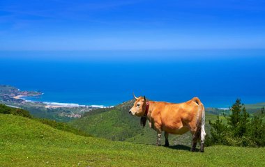 Asturias cow in high mountain and sea in background of Spain clipart