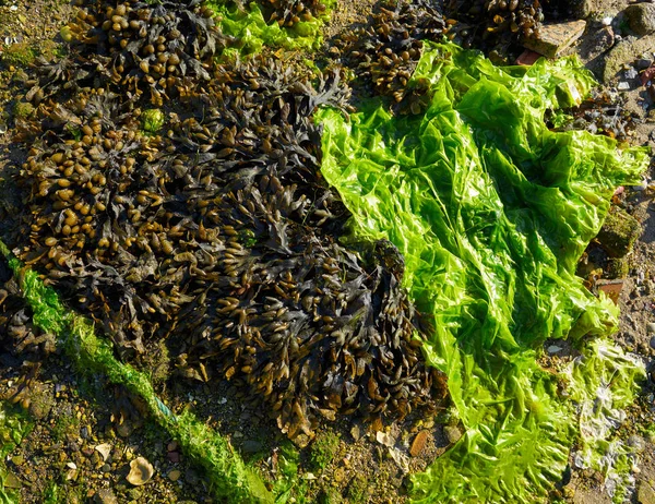 Algae Seaweed Ria Pontevedra Galicia Spain — Stock Photo, Image