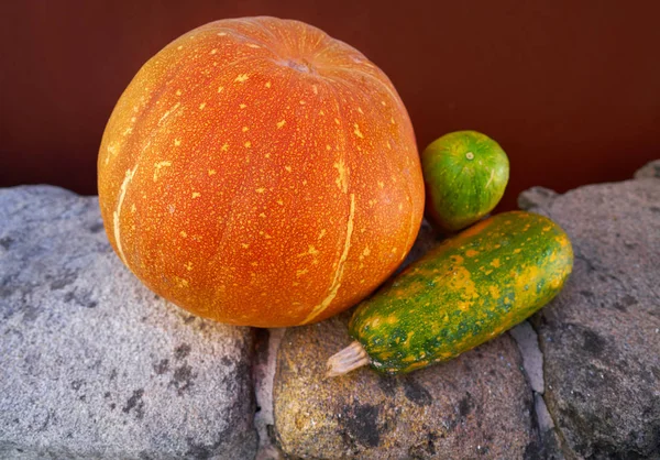 Pumpkins Still Life Outdoor Galicia Spain — Stock Photo, Image