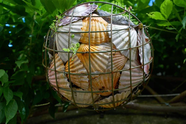 Combarro Aldeia Galega Cesta Conchas Mar Pontevedra Galiza Espanha — Fotografia de Stock