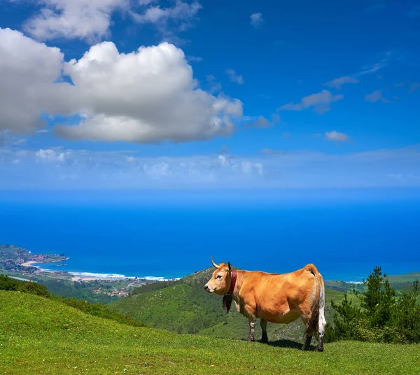Asturias Корова Горах Море Заднем Плане Испании — стоковое фото