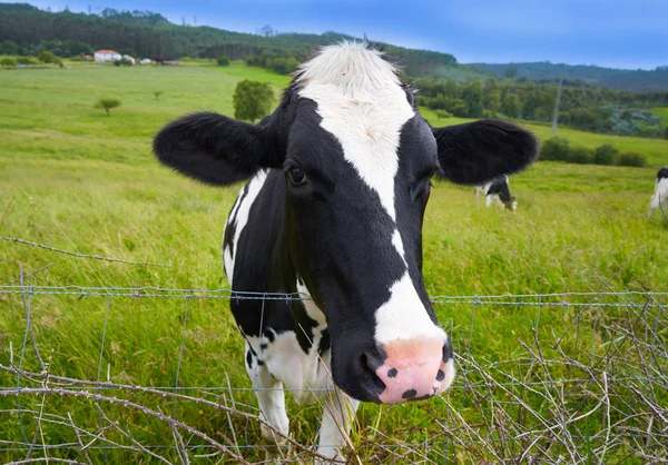 Vacas Frisia Asturias Prado España —  Fotos de Stock