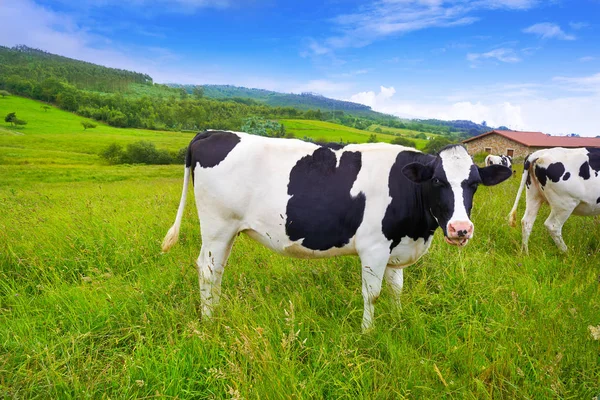 Friesian Αγελάδες Στο Λιβάδι Αστούριας Ισπανία — Φωτογραφία Αρχείου