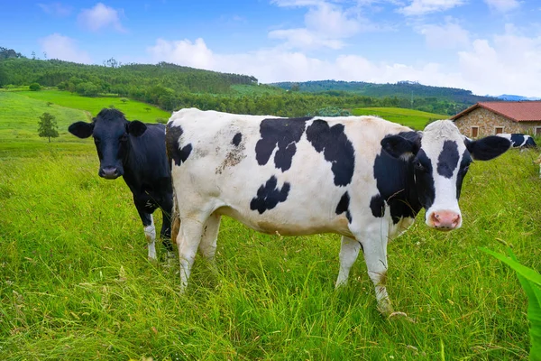 Фризские Коровы Лугу Астурии Испании — стоковое фото