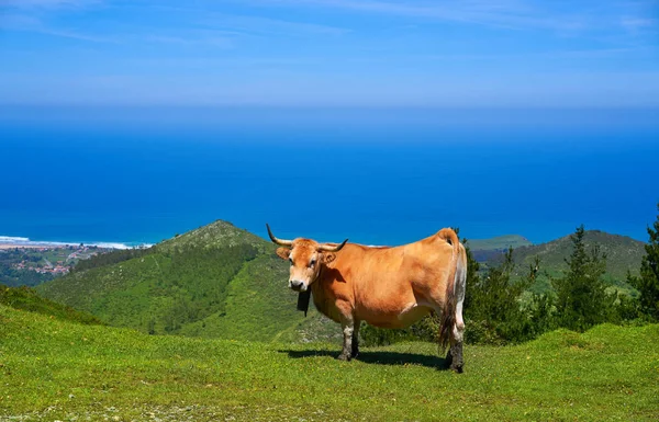 Αστούριας Αγελάδα Στο Ψηλό Βουνό Και Θάλασσα Στο Παρασκήνιο Της — Φωτογραφία Αρχείου