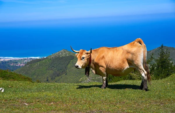 Asturias Корова Горах Море Заднем Плане Испании — стоковое фото