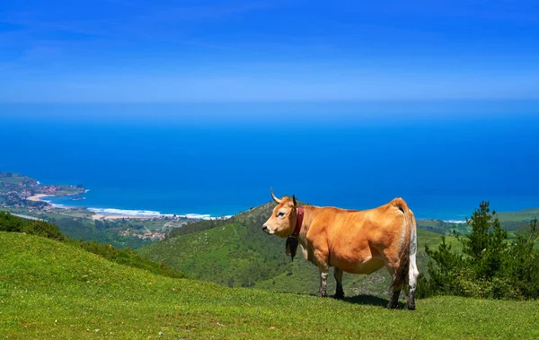 Vaca Asturiana Alta Montaña Mar Fondo España — Foto de Stock