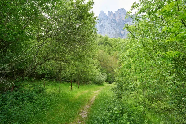 Fuente Βουνά Δάσος Στο Camaleno Cantabria Της Ισπανίας — Φωτογραφία Αρχείου