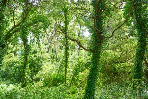 Islas Cies Wysp Lasu Pobliżu Vigo Galicja Hiszpania — Zdjęcie stockowe