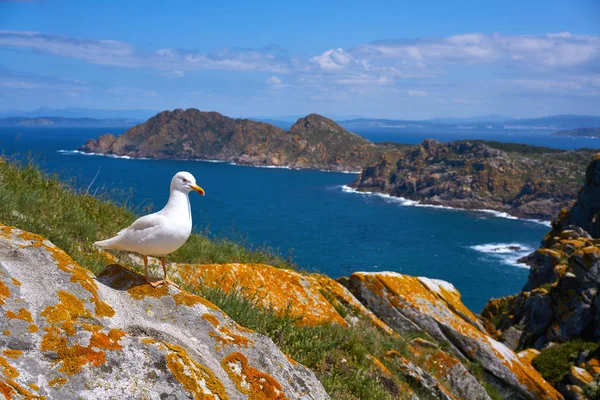 Islas Cies Wyspy Ptaków Seagull Mewa Morze Galicji Hiszpanii — Zdjęcie stockowe