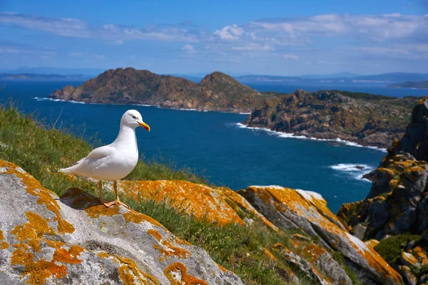 Islas Cies Öar Seagull Havsfiskmåsen Fågel Galicien Spanien — Stockfoto