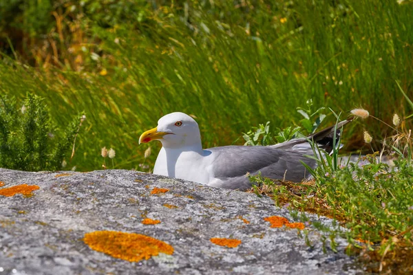 Îles Islas Cies Mouette Mouette Oiseau Mer Galice Espagne — Photo