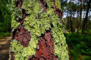Green moss in pine trunk tree in Galicia of Spain clipart