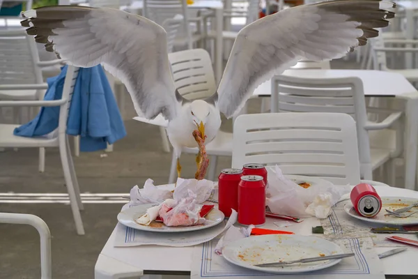 Möwen Essen Auf Einem Restauranttisch — Stockfoto