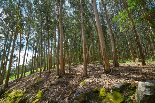 Eucalyptus Forest Galicia Spain — Stock Photo, Image