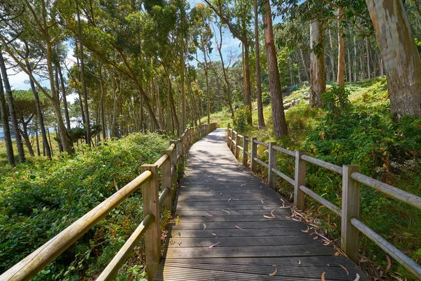 Figueiras Strand Hout Startbaan Islas Cies Eiland Van Vigo Spanje — Stockfoto