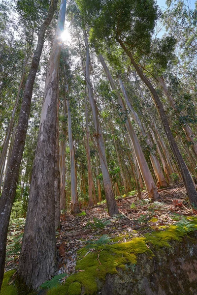 Eucalyptus Forest Galicia Spain — Stock Photo, Image