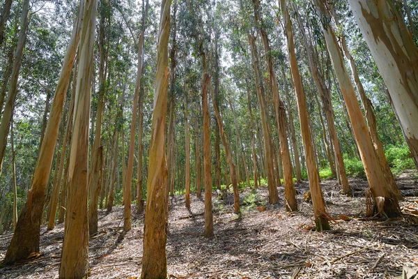 Eucalyptus Forest Galicia Spain — Stock Photo, Image