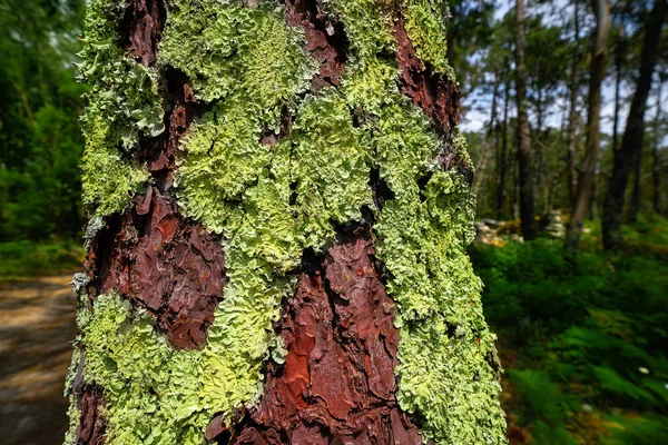 Mousse Verte Dans Tronc Pin Galice Espagne — Photo