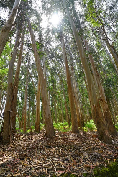 Forêt Eucalyptus Galice Espagne — Photo