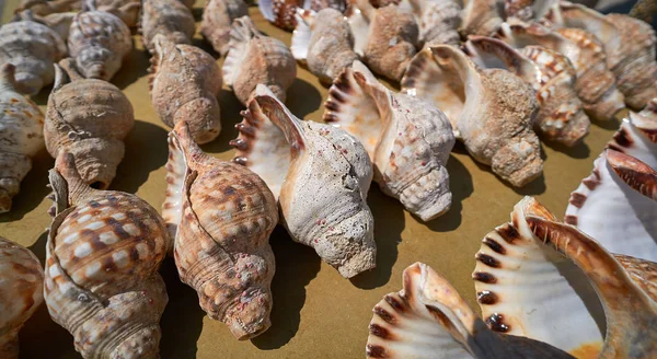 Sea Shells Row Galician Coast — Stock Photo, Image