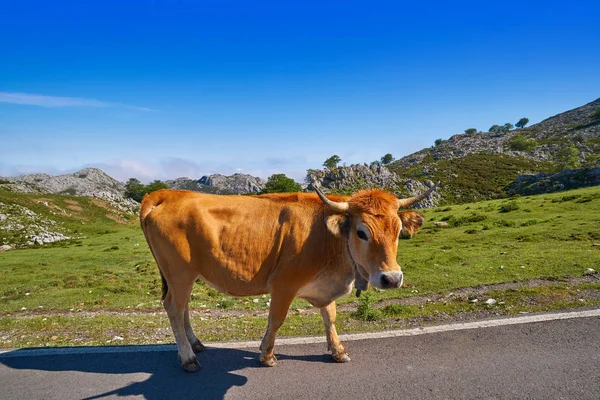 スペインの道路に牛はアストゥリアスのピコス エウロパ — ストック写真