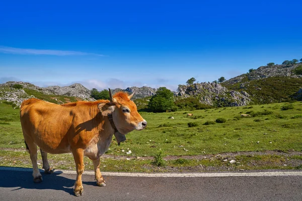 Picos Europa Astúrias Vacas Estrada Espanha — Fotografia de Stock
