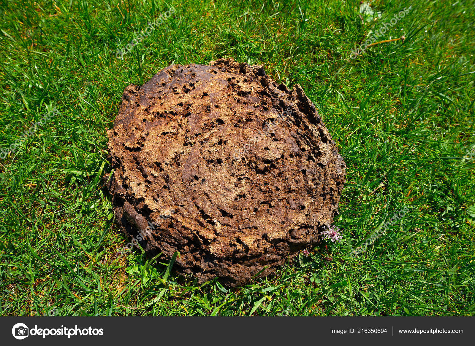 Cow Poop Shit Green Meadow Turf Grass Stock Photo C Lunamarina