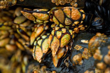 Percebes kaya midyeleri deniz ürünleri Lugo İspanya Ribadeo Galiçya