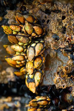 Percebes kaya midyeleri deniz ürünleri Lugo İspanya Ribadeo Galiçya
