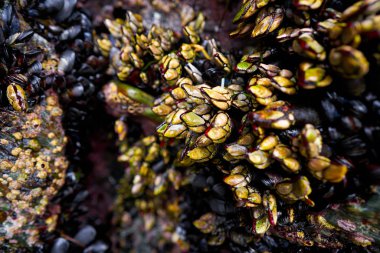 Percebes kaya midyeleri deniz ürünleri Lugo İspanya Ribadeo Galiçya